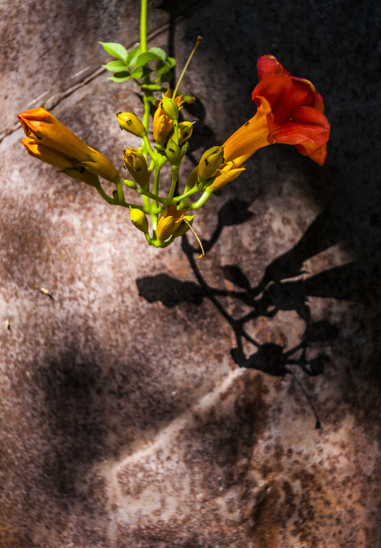 Гламурный ржавый заборъ - Коля Лукашов