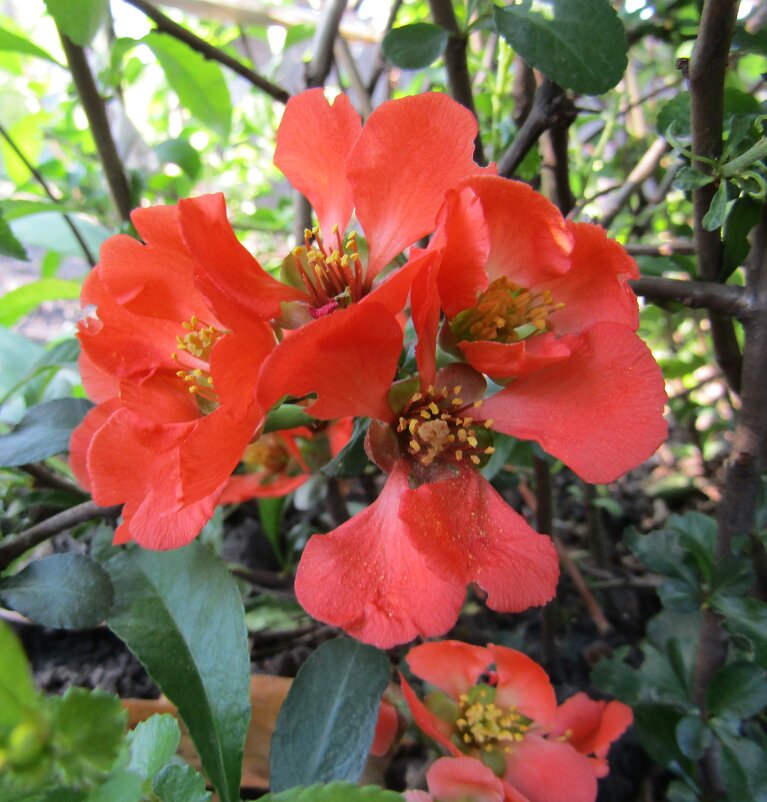 Айва в цвету - Galaelina *** Айва в цвету - Galaelina ***