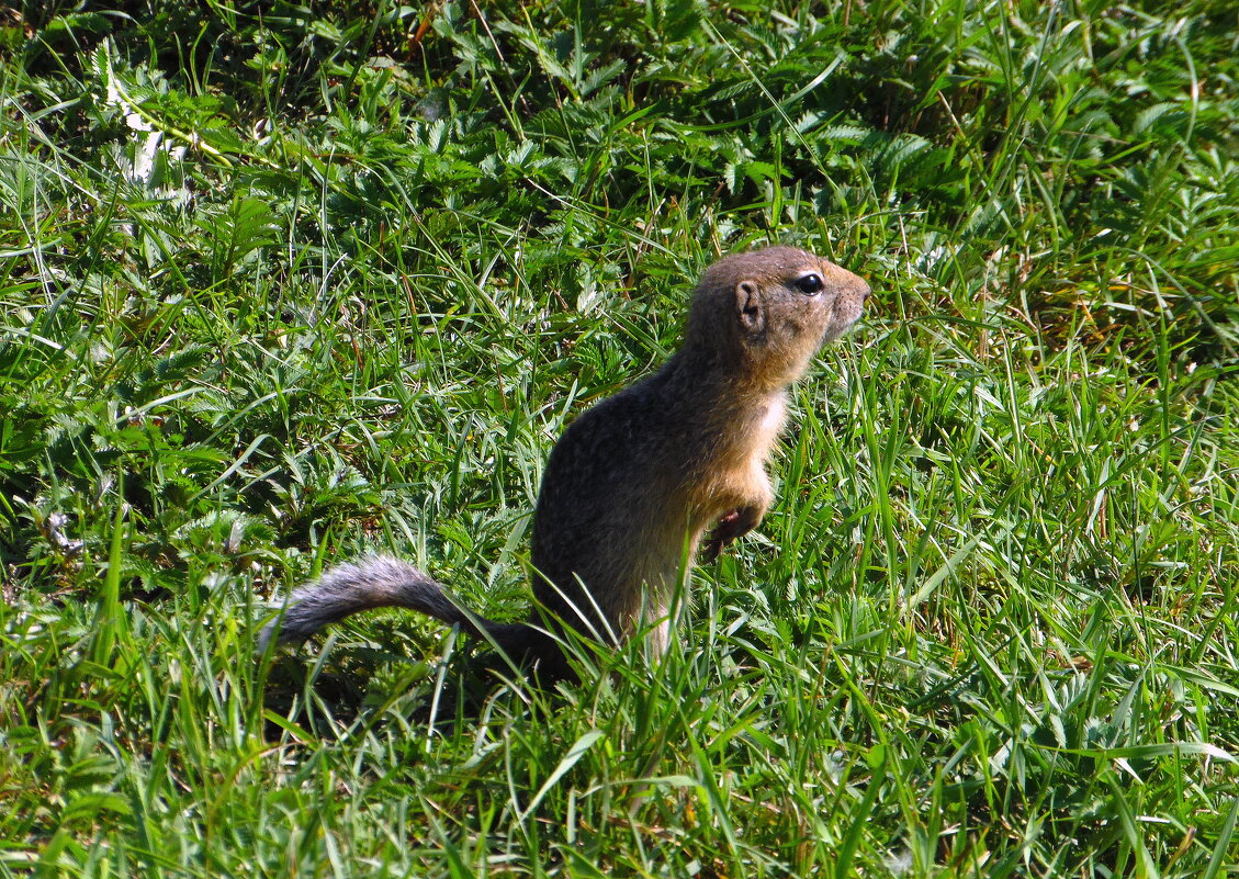 Начальник поля. - nadyasilyuk Вознюк Начальник поля. - nadyasilyuk Вознюк