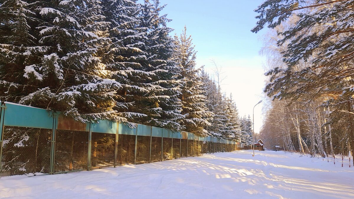 Пихтовый питомник . Февраль . - Мила Бовкун Пихтовый питомник . Февраль . - Мила Бовкун