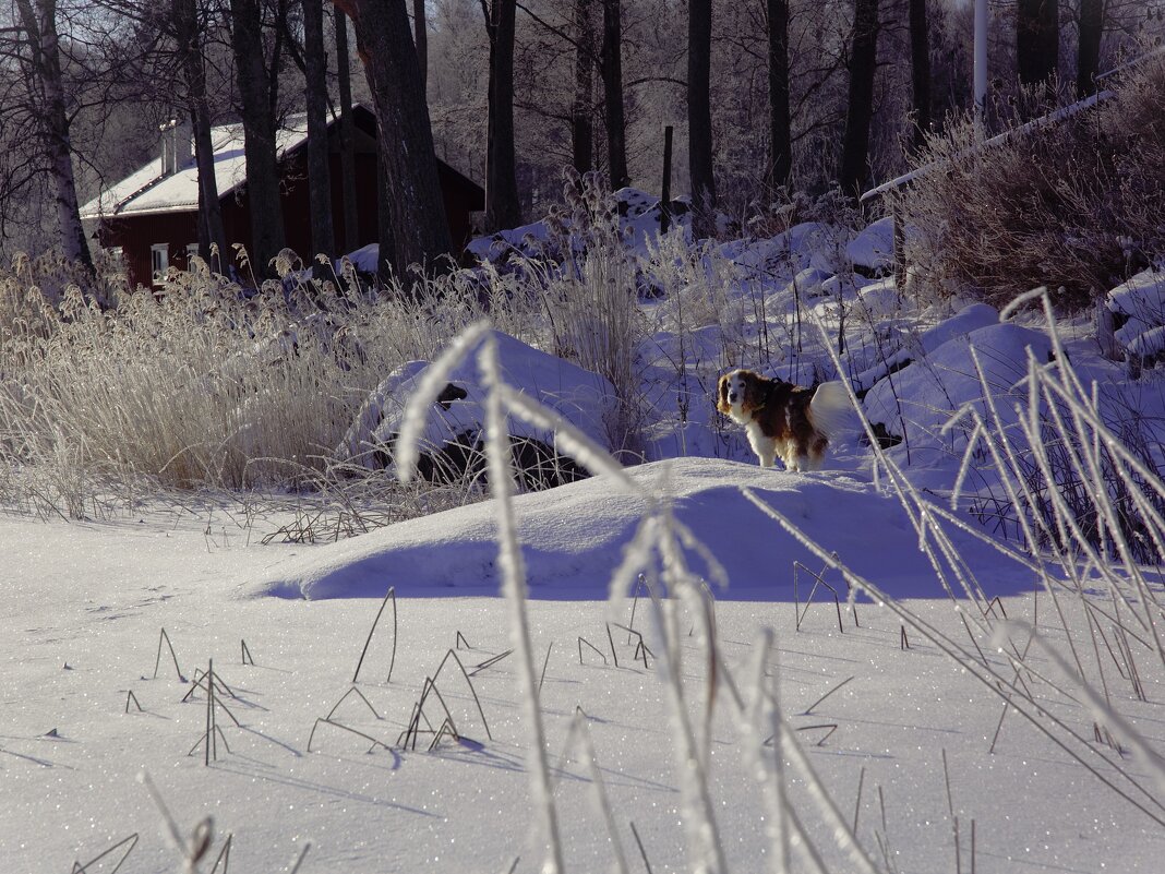 Доброго -всем-вечера! - liudmila drake