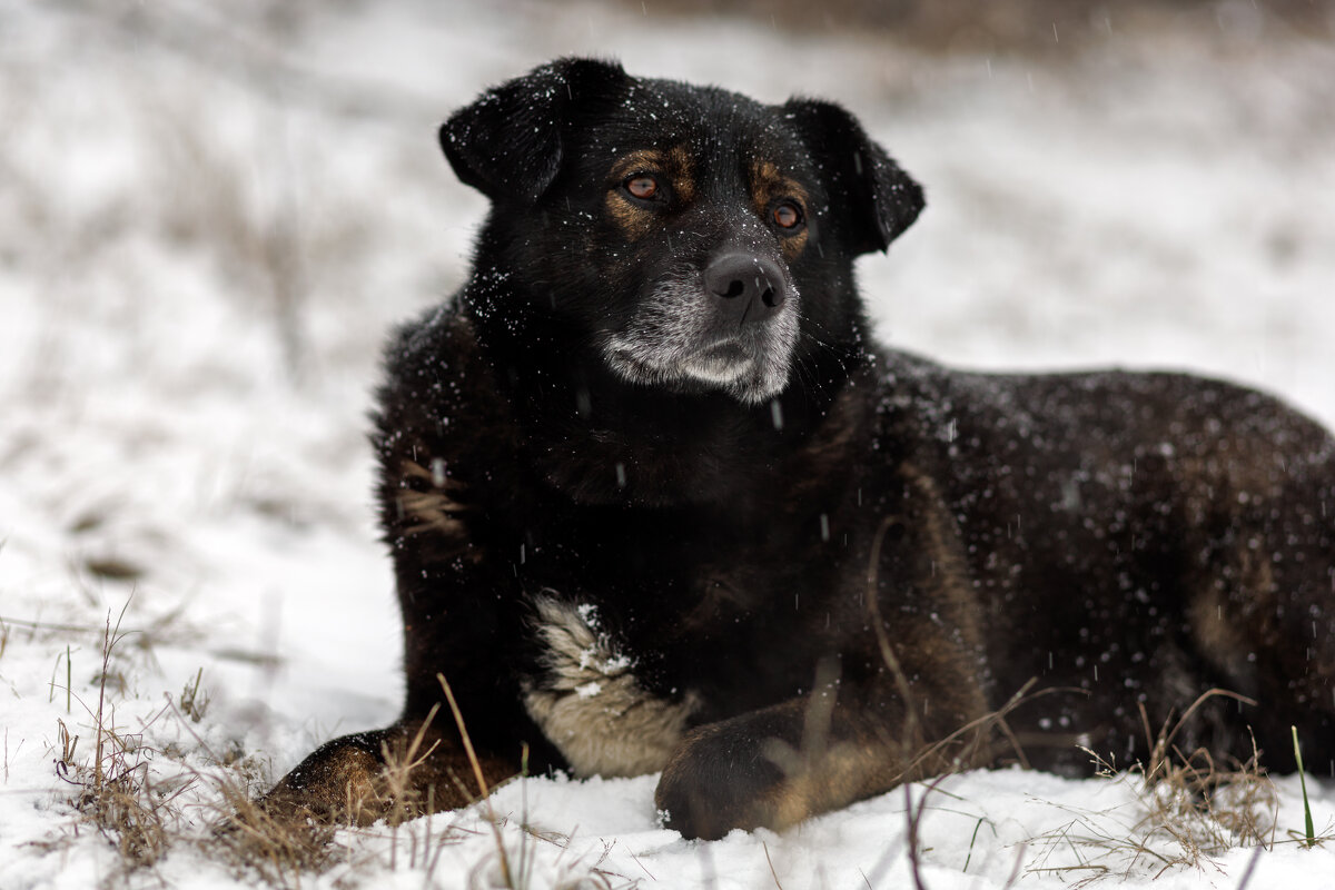 Симба - Вадим *
