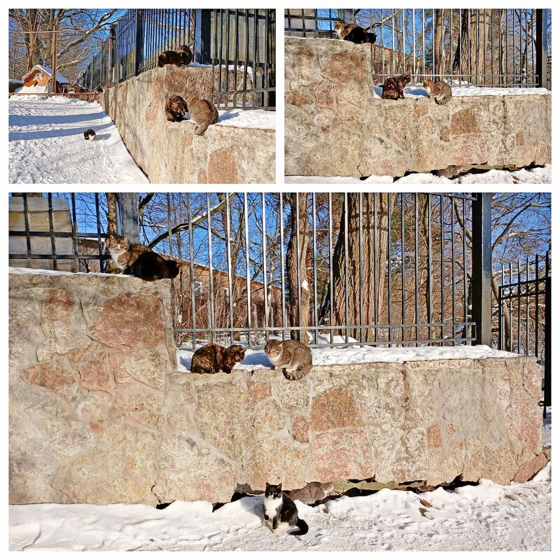 Кошки. - Лия ☼ Кошки. - Лия ☼