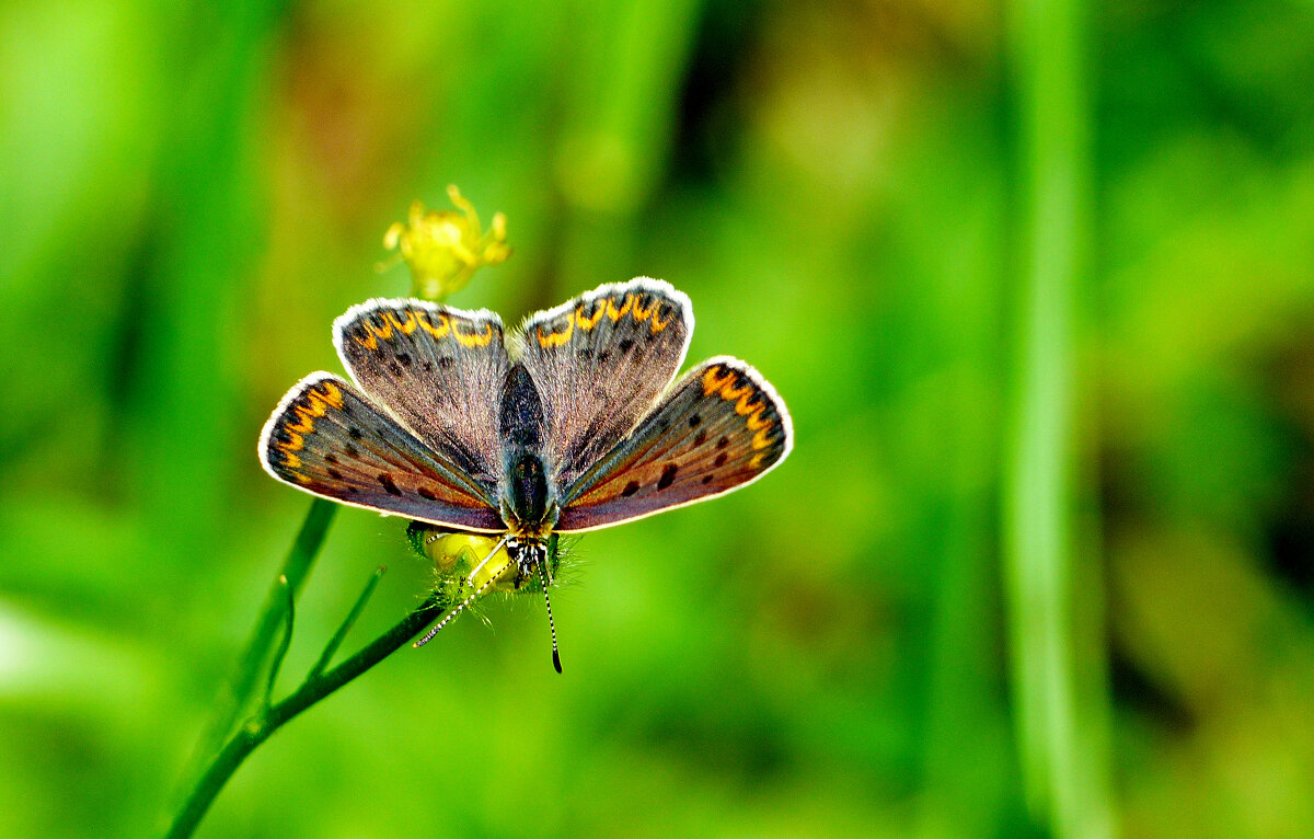 опять про бабочек 374 - Александр Прокудин опять про бабочек 374 - Александр Прокудин