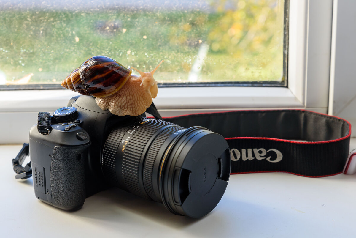 Ахатина. - Анатолий Сидоренков Ахатина. - Анатолий Сидоренков