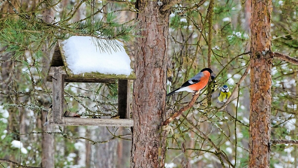 Птицы Катынского леса - Милешкин Владимир Алексеевич 