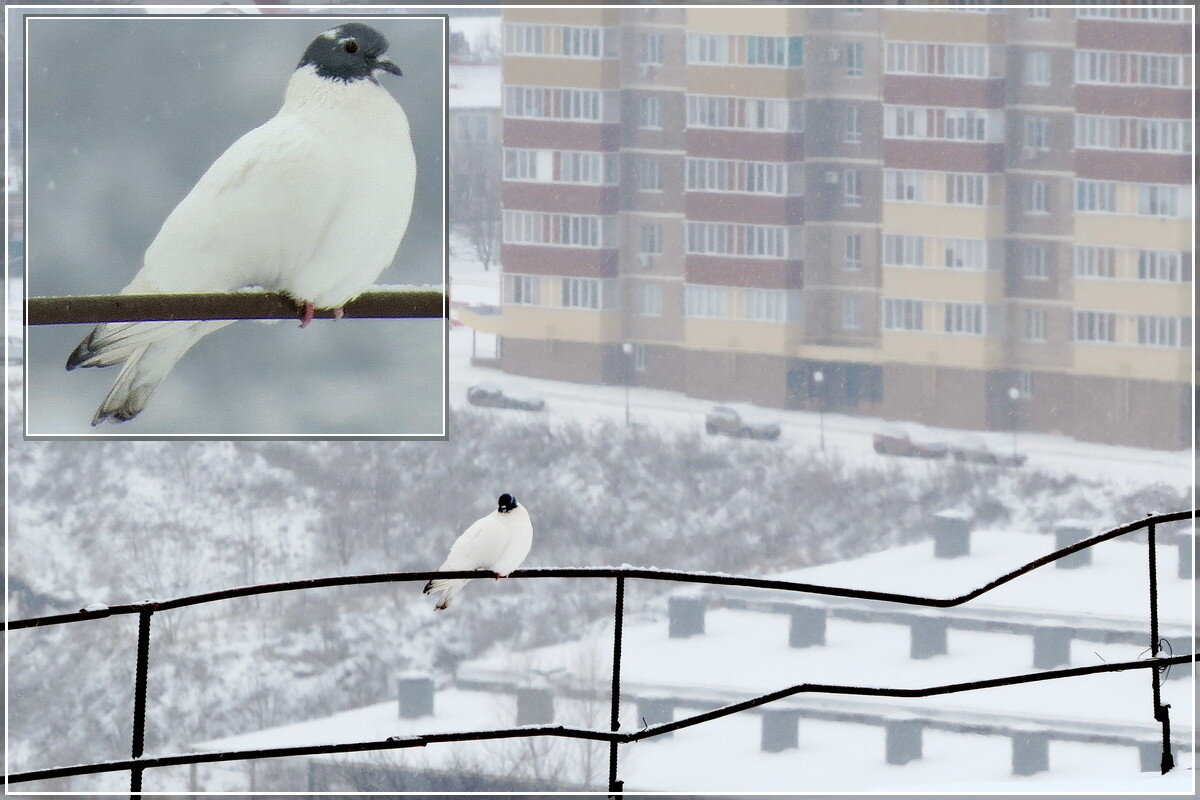 Маскхалат - Сеня Белгородский