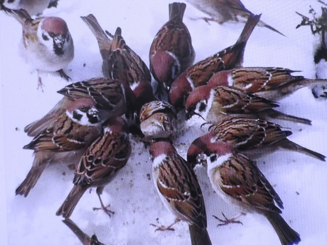 Оголодали - Людмила Смородинская Оголодали - Людмила Смородинская