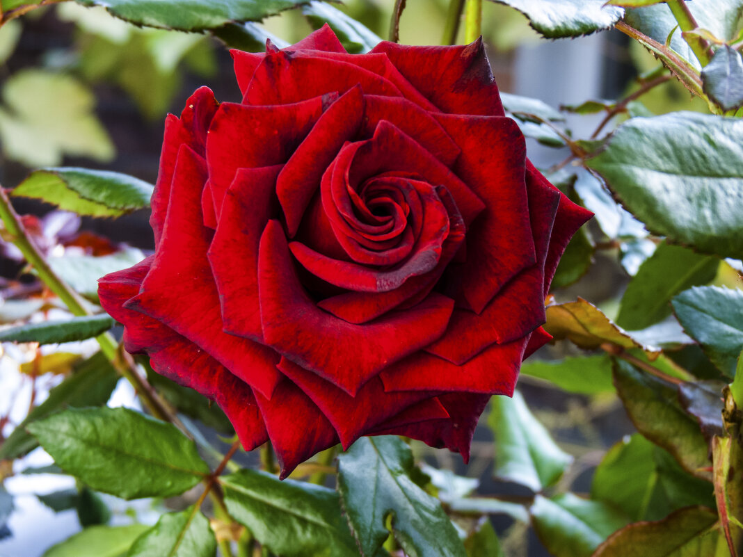 Бархатная роза - Валентин Семчишин Бархатная роза - Валентин Семчишин