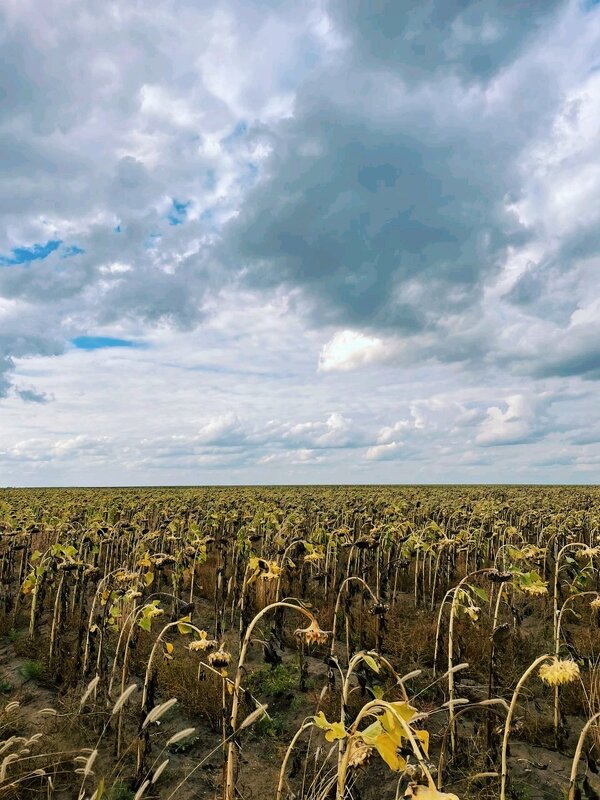 Подсолнухи - Георгиевич Подсолнухи - Георгиевич