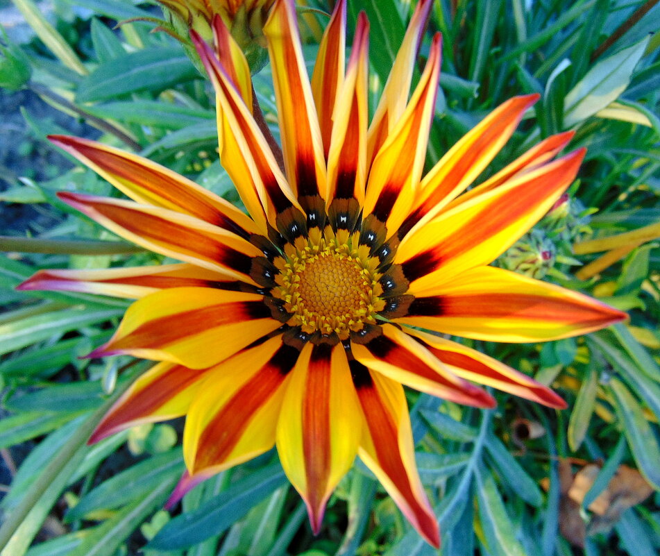 Звезда на клумбе. - nadyasilyuk Вознюк Звезда на клумбе. - nadyasilyuk Вознюк