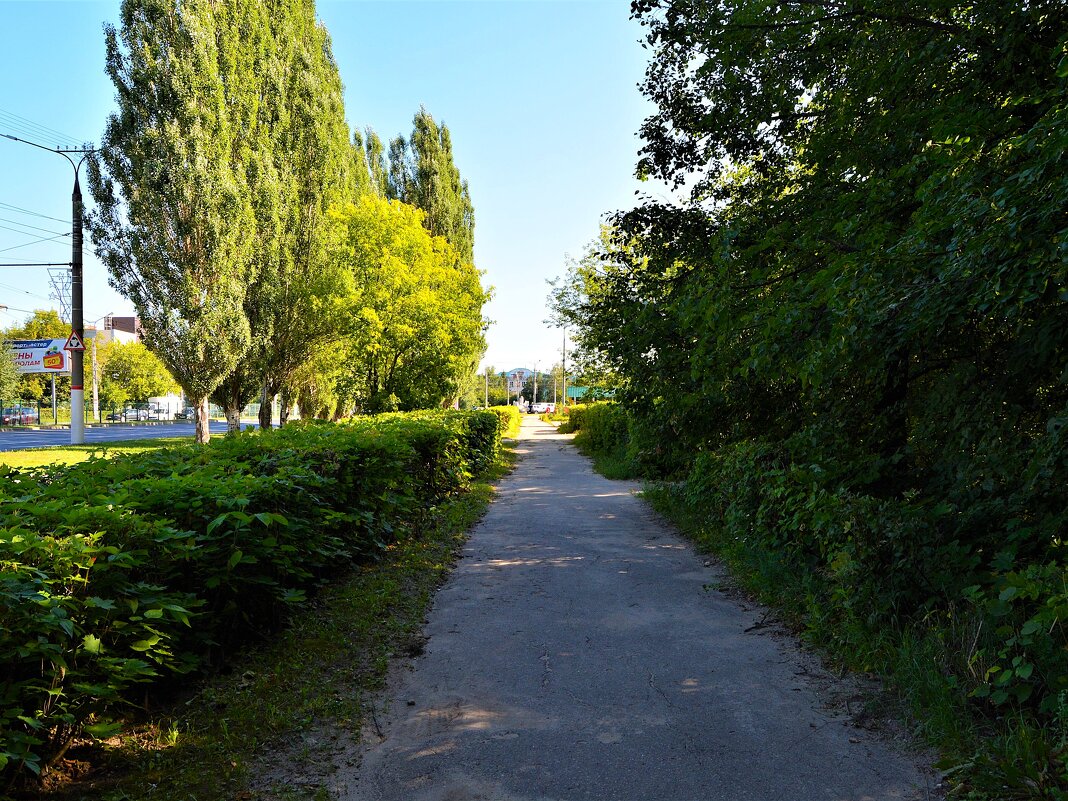 Чебоксары. Тополя вдоль улицы Калинина. - Пётр Чернега