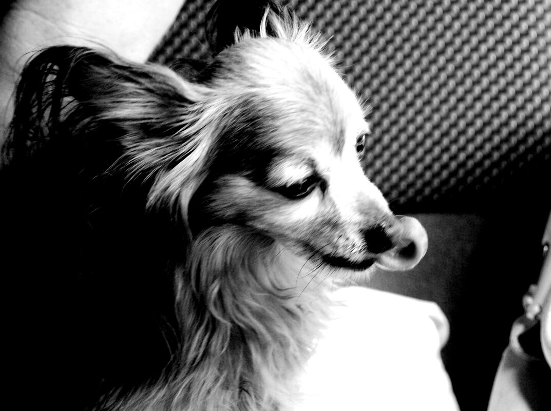 ВОТ ВАМ - Виктор Никитенко