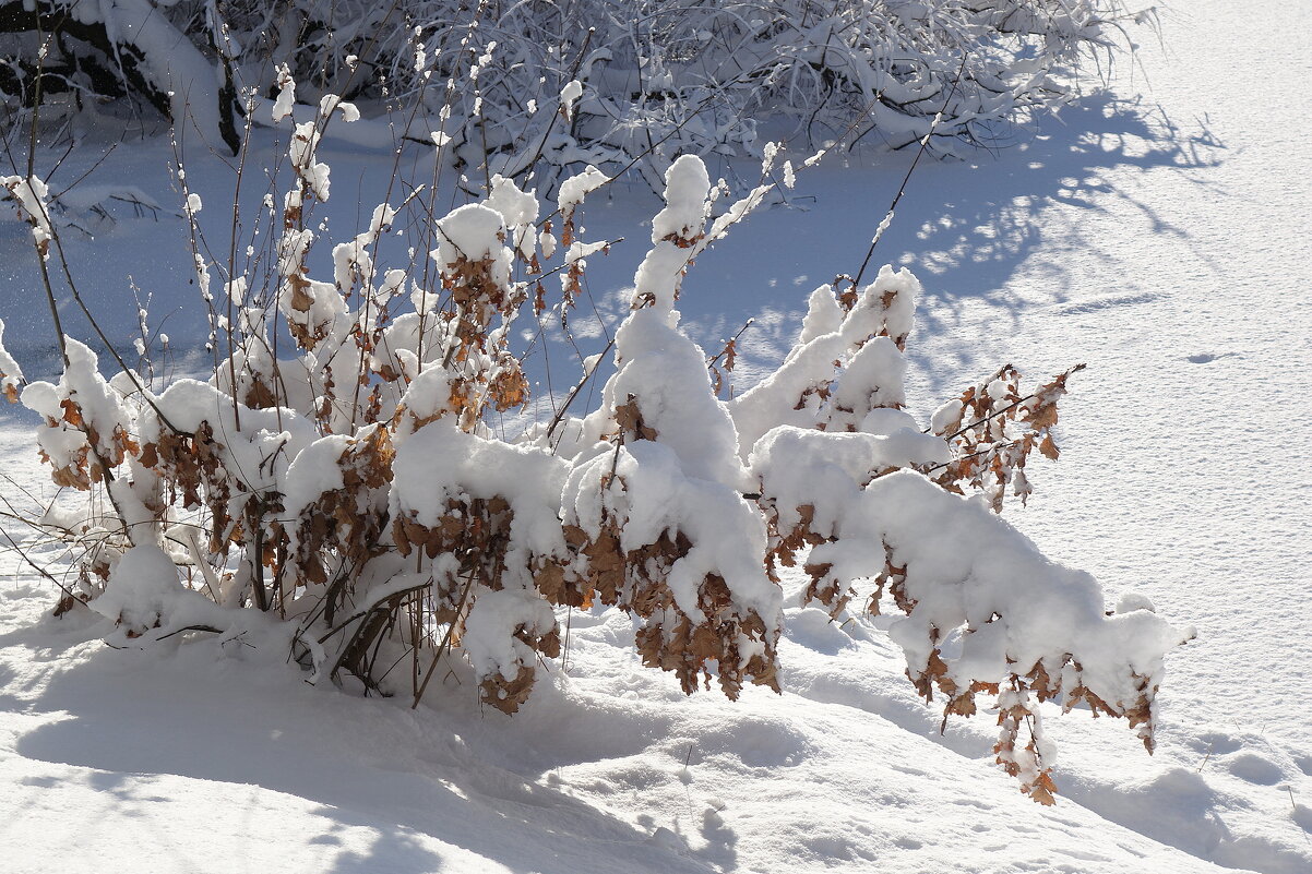 Снежный февраль - Рита Симонова Снежный февраль - Рита Симонова