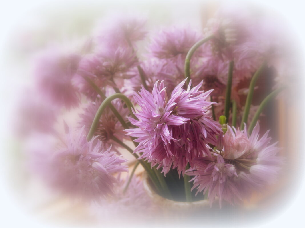 Лук декоративный - ирина 