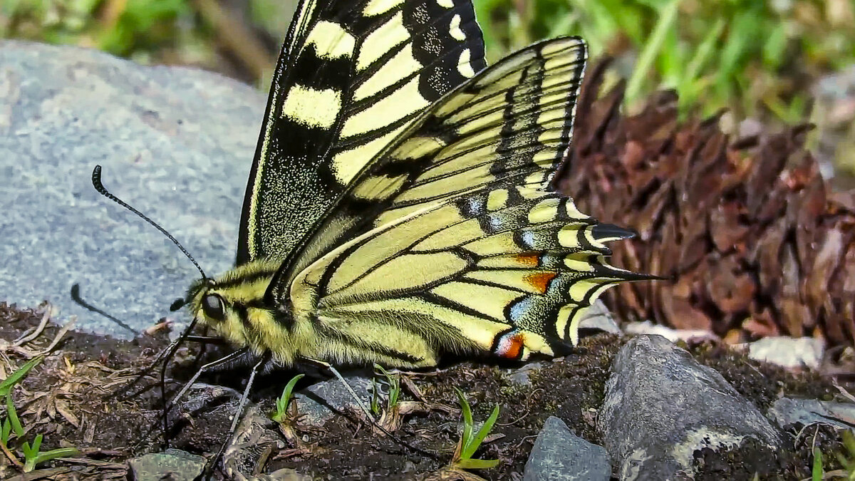 *** - Aleksey Afonin *** - Aleksey Afonin