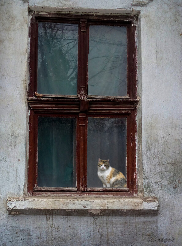 Кошка - Милорад 