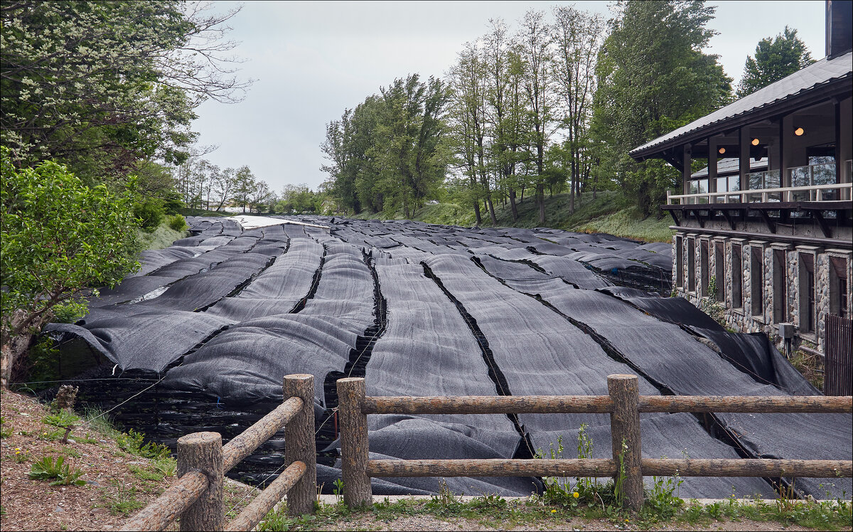 Здесь выращивают васаби... - Валерий Готлиб Здесь выращивают васаби... - Валерий Готлиб