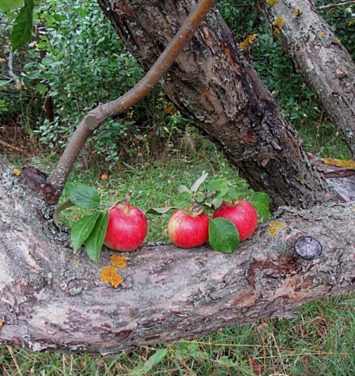 Лро      яблочки... - Галина Кузьмина