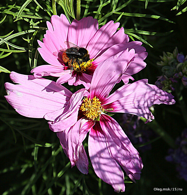 картинки от природы - Олег Лукьянов картинки от природы - Олег Лукьянов