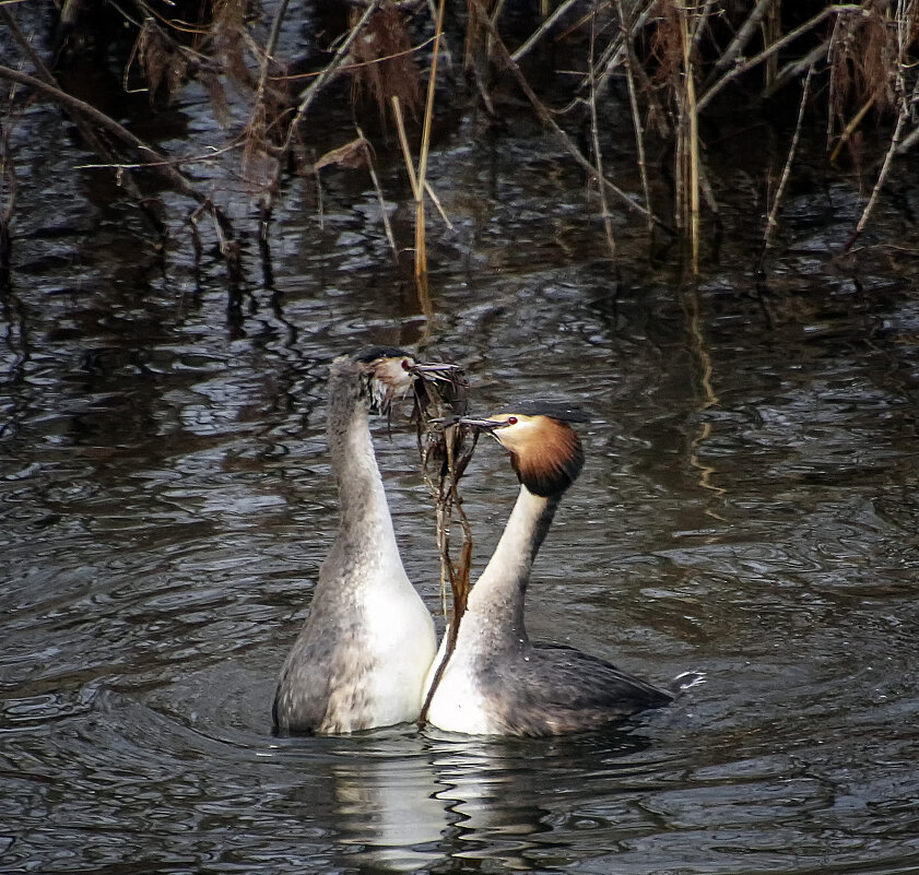 Давай построим новый дом - Андроник Александр Давай построим новый дом - Андроник Александр