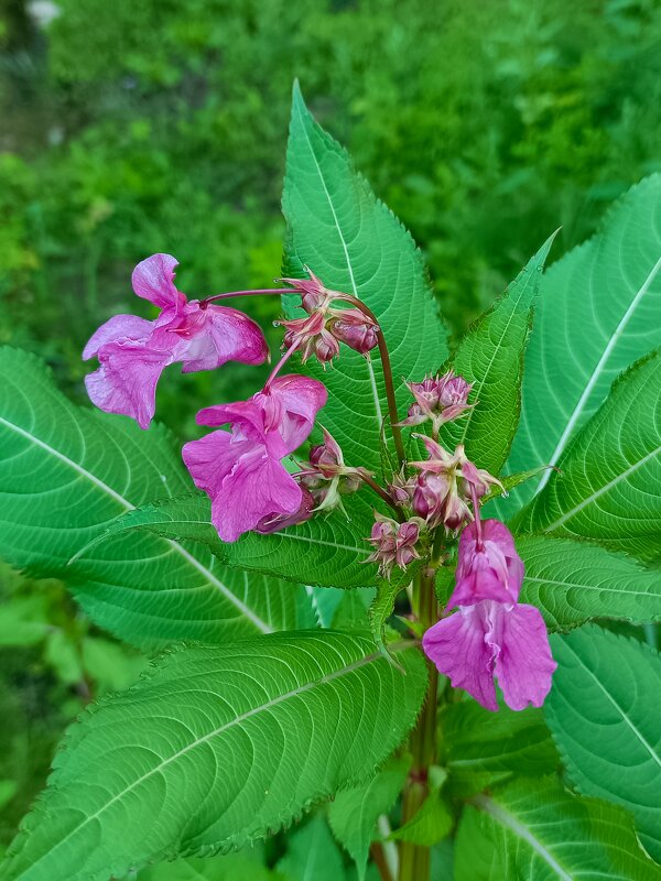 Летнее - Леонид Иванчук