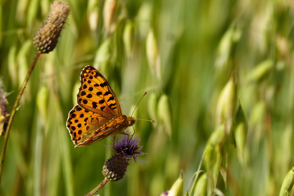 опять про бабочек 380 - Александр Прокудин