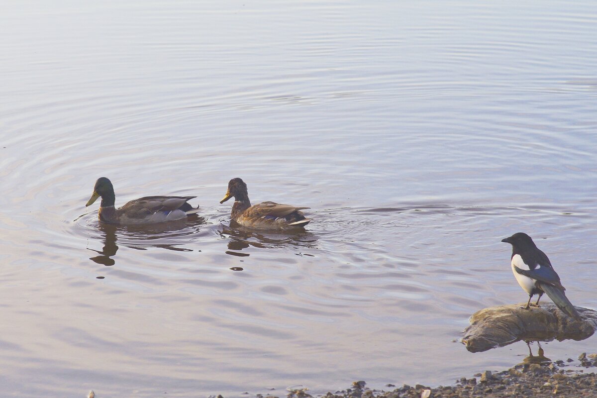 На озере - Сергей Швечков На озере - Сергей Швечков