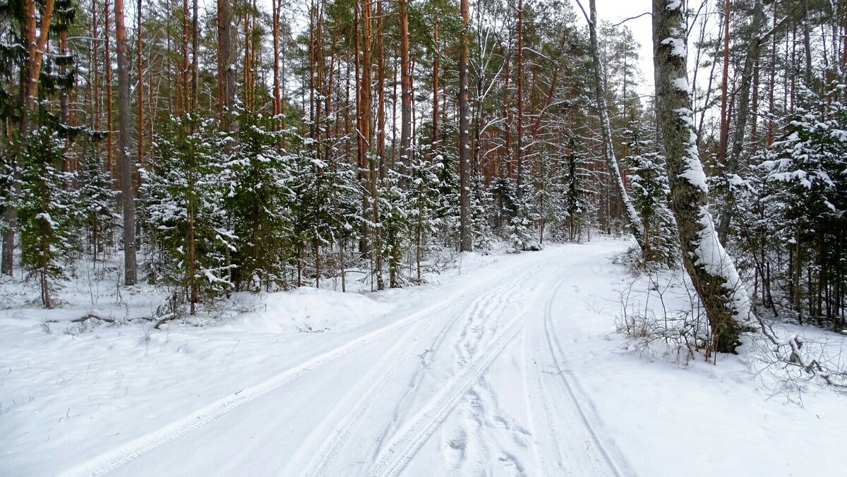 Зимний лес - Милешкин Владимир Алексеевич 