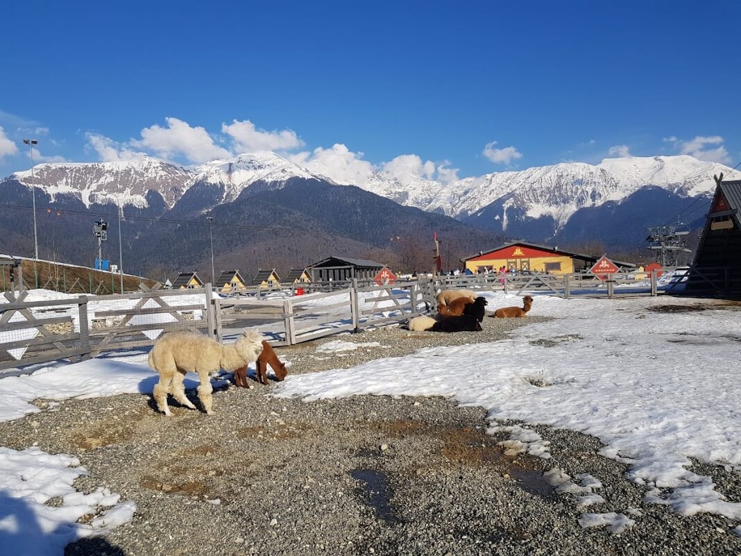 Парк АЛЬПАК. Роза хутор - Tata Wolf