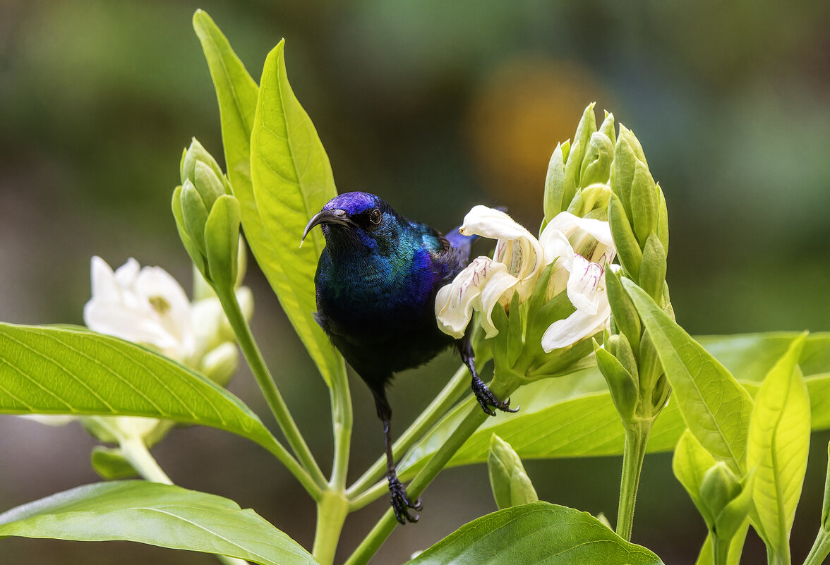 Палестинская нектарница. - Alexander Amromin Палестинская нектарница. - Alexander Amromin