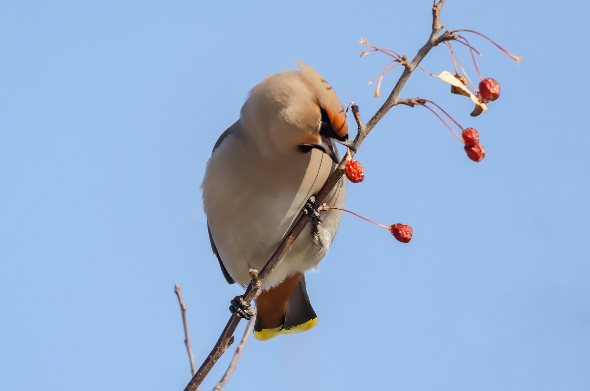 Ам и яблочка нет. - Виктор Иванович Чернюк Ам и яблочка нет. - Виктор Иванович Чернюк