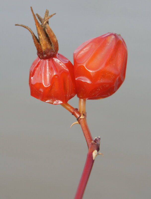 Перезимовавшие. - сергей ермошкин Перезимовавшие. - сергей ермошкин