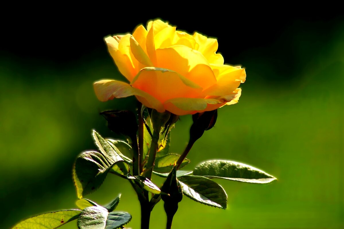 Доброе утро - Юрий. Шмаков Доброе утро - Юрий. Шмаков