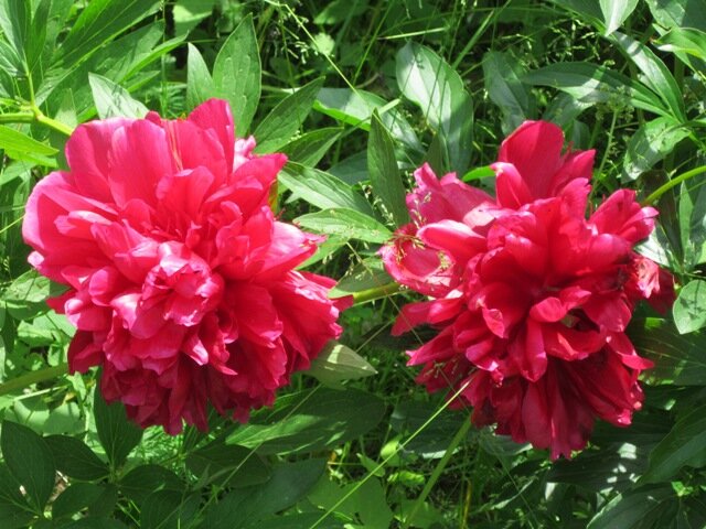 Два красных брата - Дмитрий Никитин Два красных брата - Дмитрий Никитин