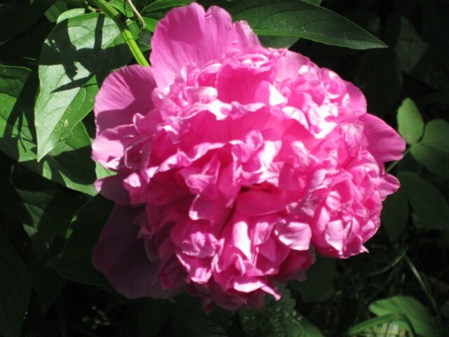 Пион - Дмитрий Никитин