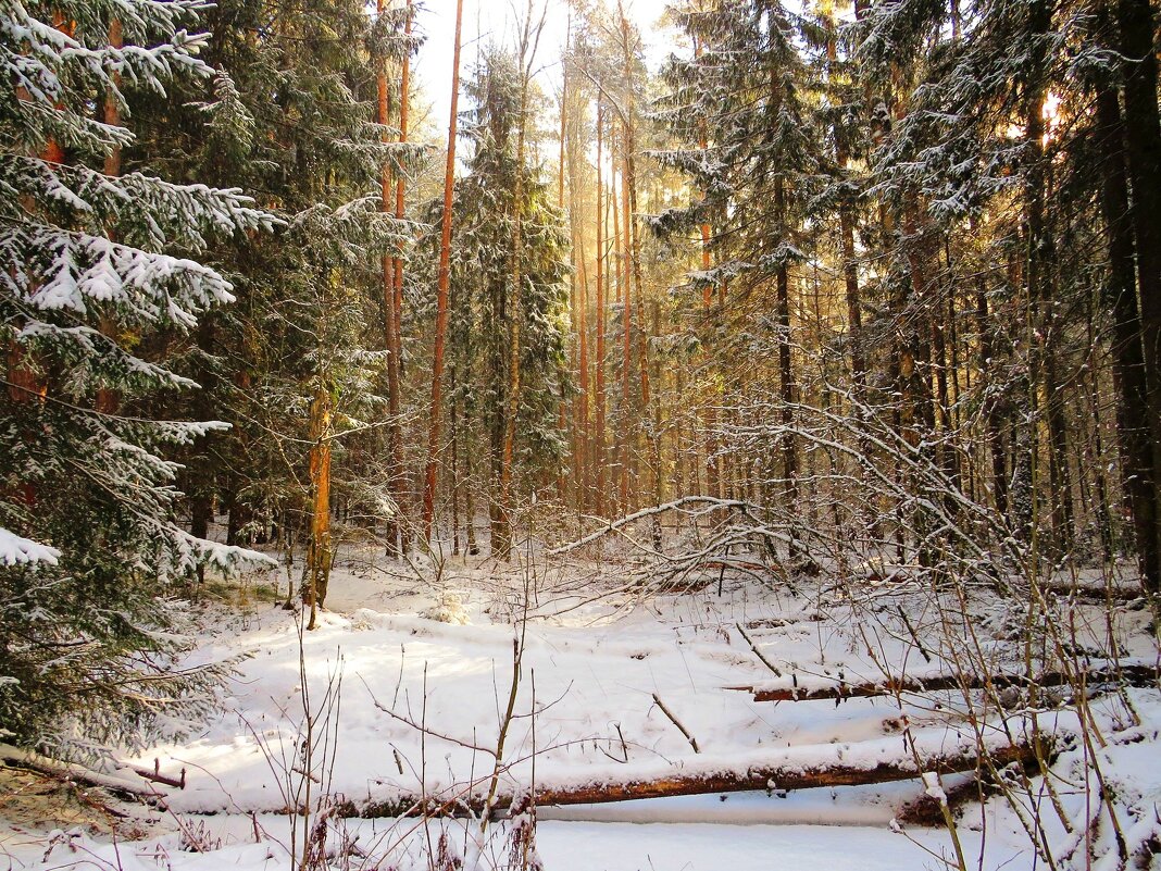 Утро в лесу - Андрей Снегерёв