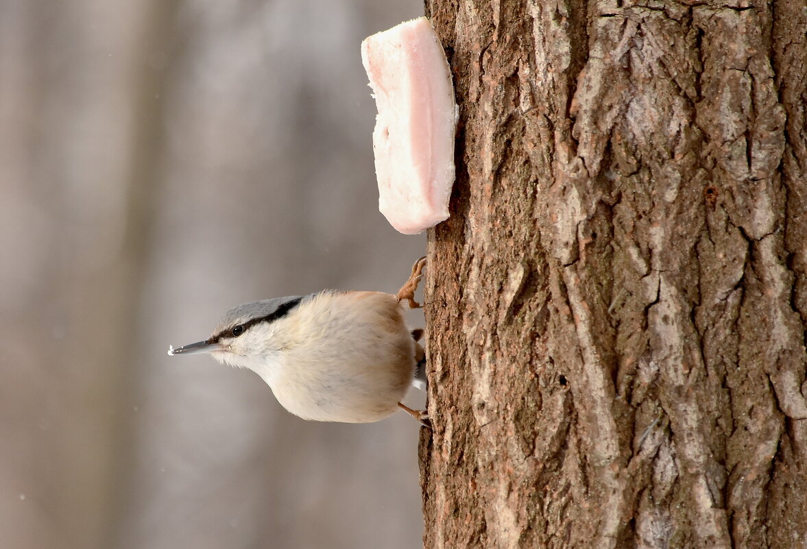 Ямщик - Алексей . Ямщик - Алексей .