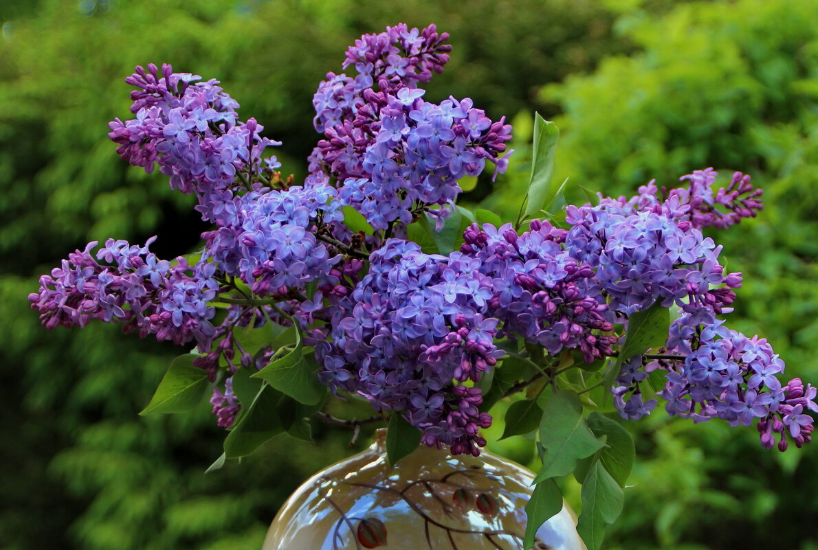 Вспоминая майский Аромат.. - Татьян@ Ивановна Вспоминая майский Аромат.. - Татьян@ Ивановна