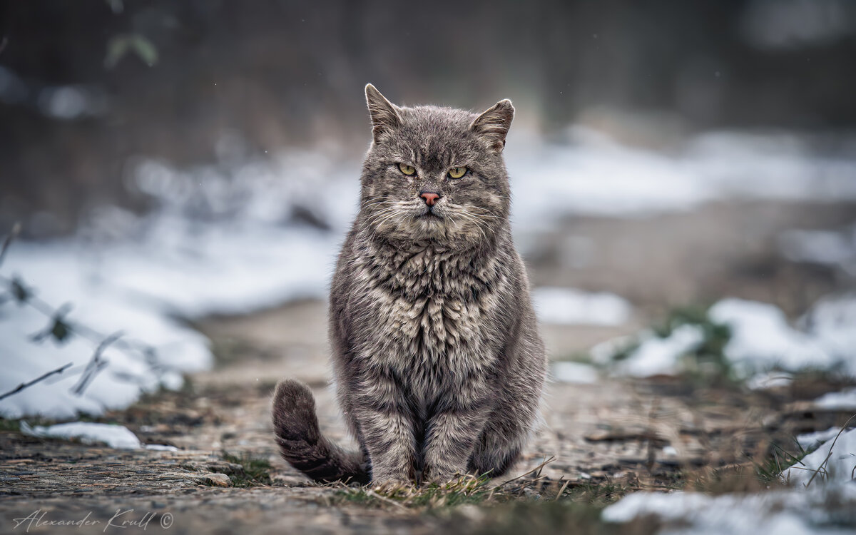 Серьезный - Александр К.