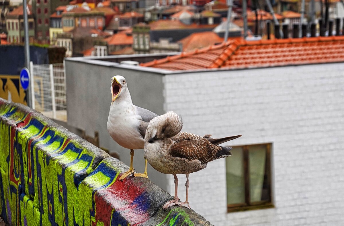 -Где зарплата ? - Elena Ророva -Где зарплата ? - Elena Ророva