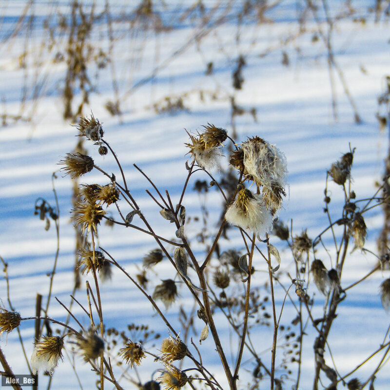 №69 - Alex Bes №69 - Alex Bes