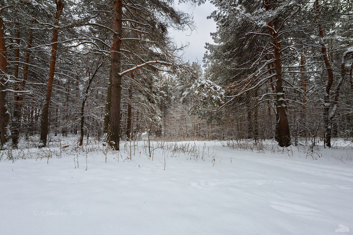 В зимнем лесу - Александр Синдерёв