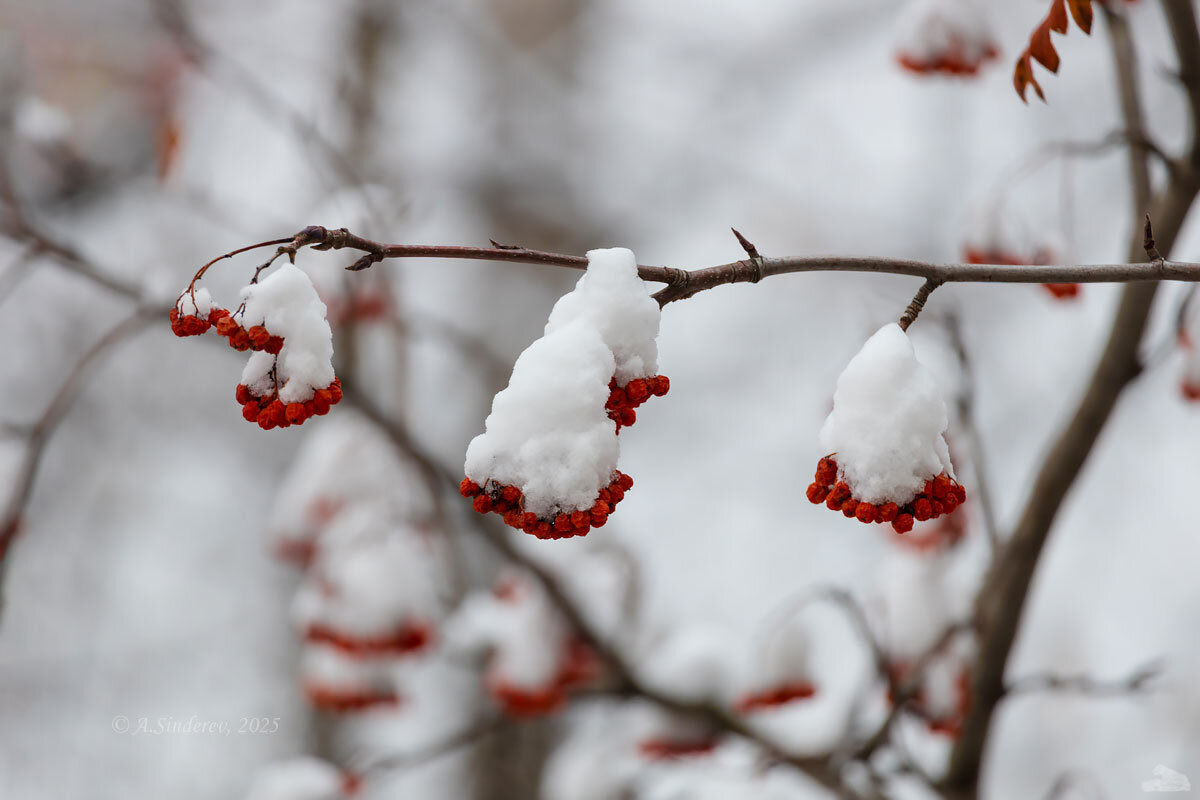 Снежная рябина - Александр Синдерёв