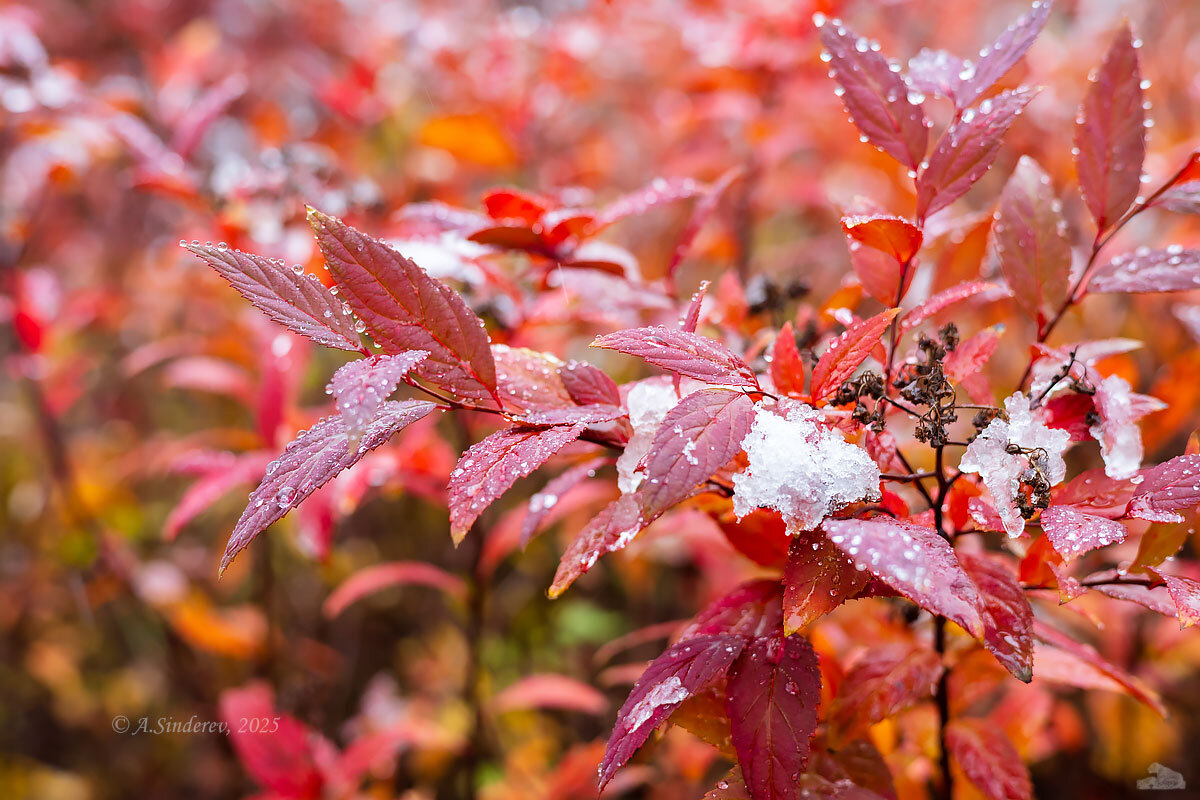 Осенние красны елистья в снегу - Александр Синдерёв