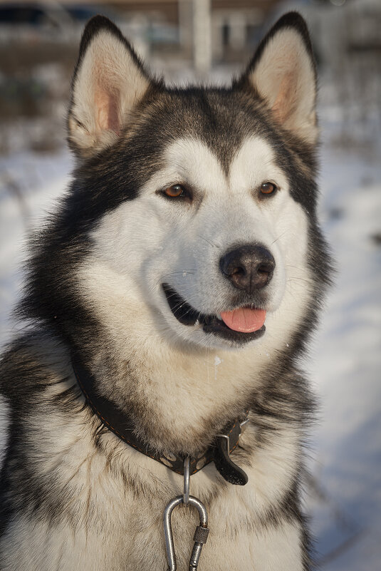 Ярик. - leff Postnov