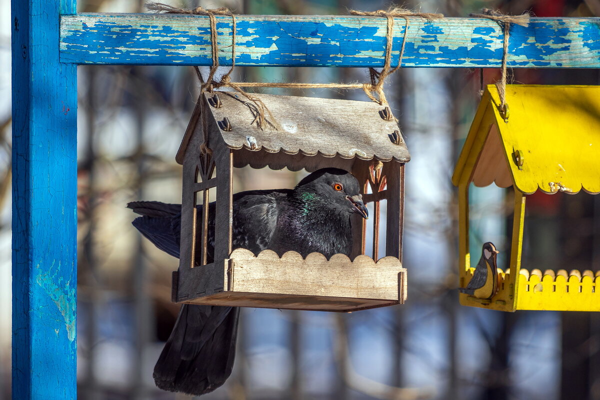 Воришка. - Анатолий. Chesnavik.