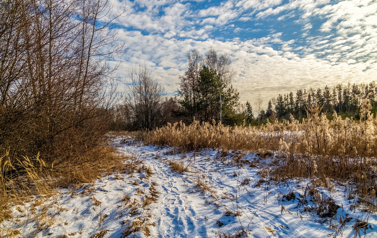 Подмосковная зима. - Андрей Дворников