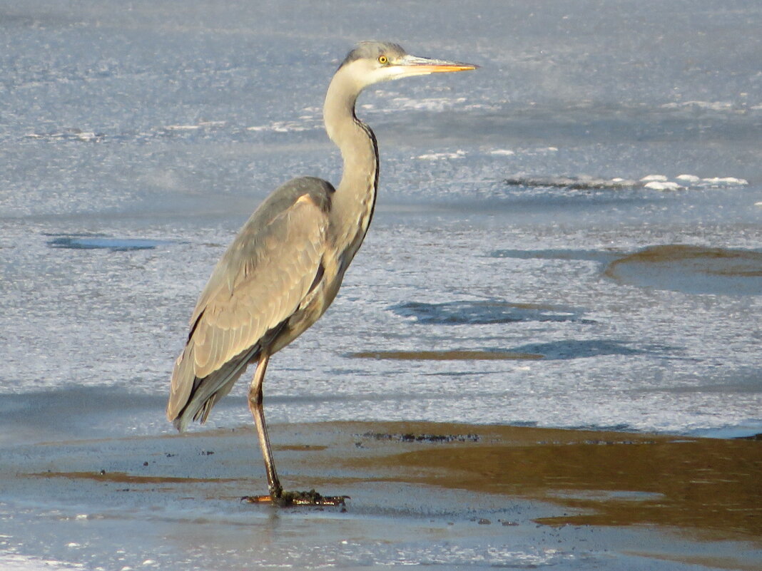 Ловит рыбку - Андрей Снегерёв Ловит рыбку - Андрей Снегерёв