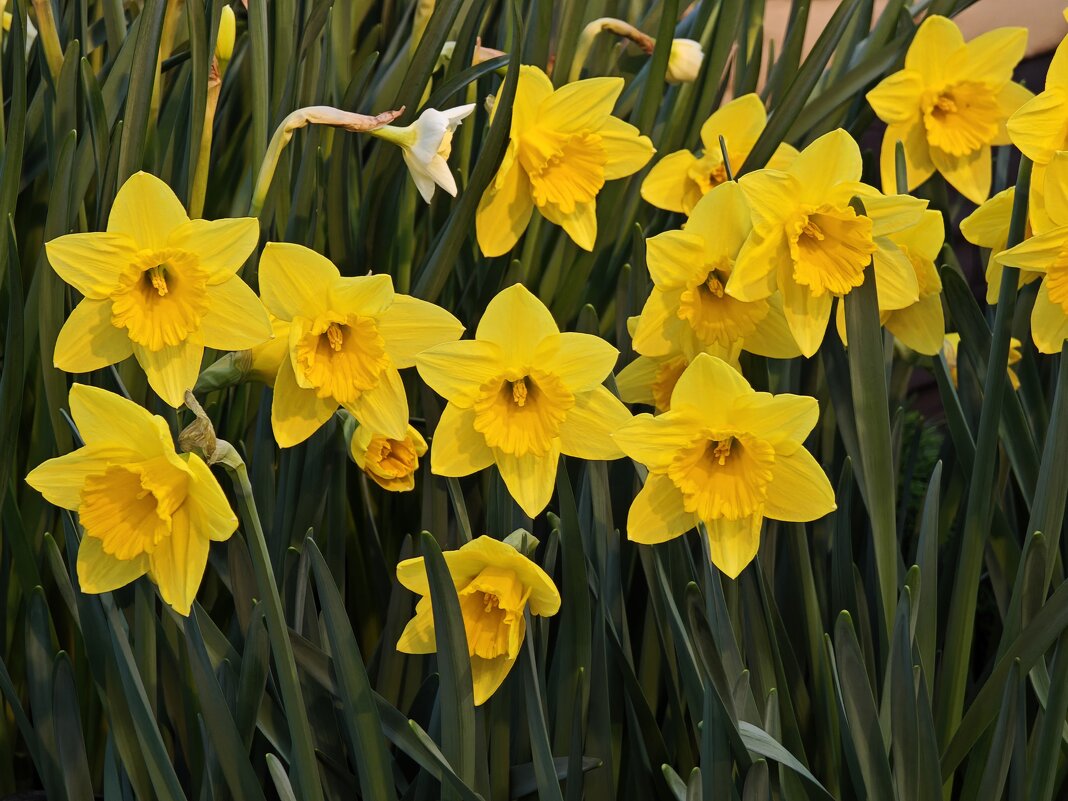Нарциссы - Репетиция весны в Аптекарском огороде - <<< Наташа >>>